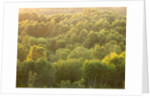 Tree tops at dusk by Assaf Frank